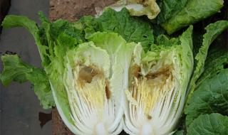 大白菜如何种植 大白菜种植技术